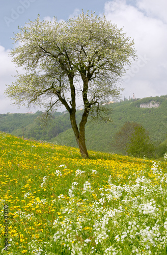 spring