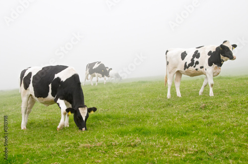 cows © Marco Regalia