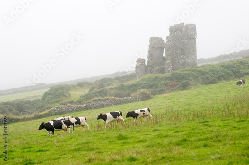cows and old castle
