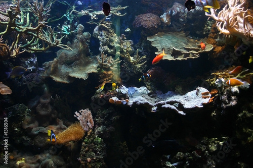 exotic fish tank 01 photo