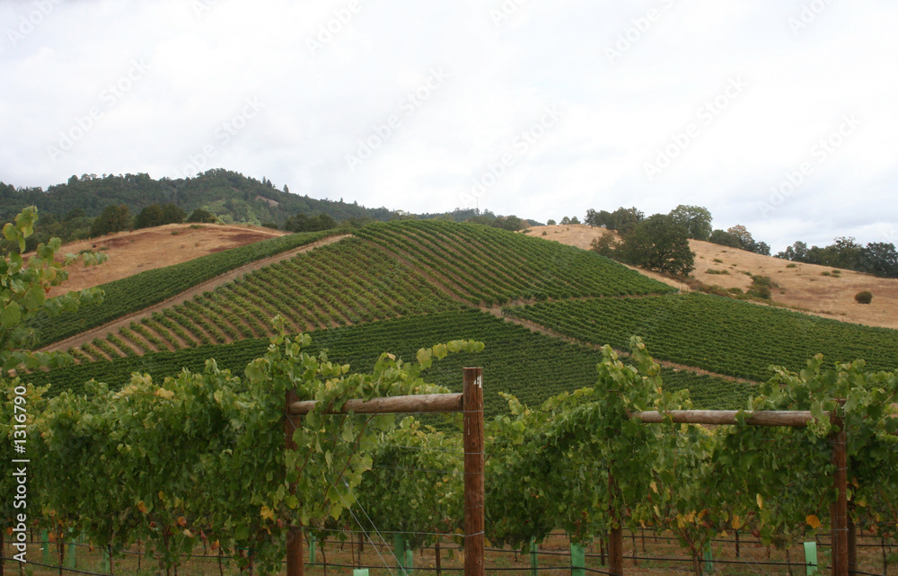maintained vineyard