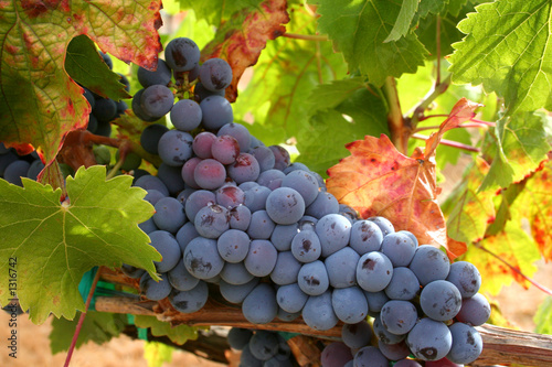 ripe wine grapes photo