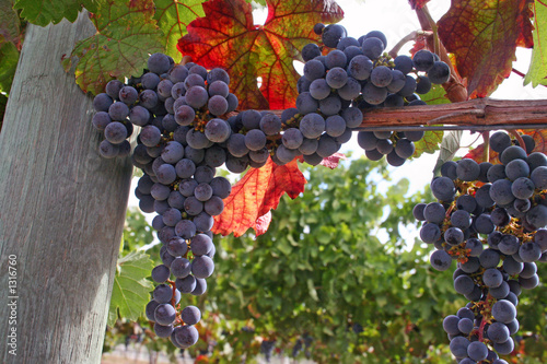 wine grapes photo