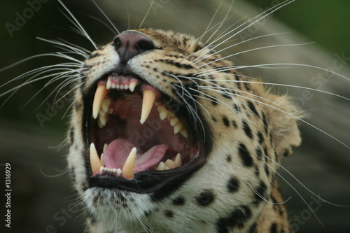 amur leopard