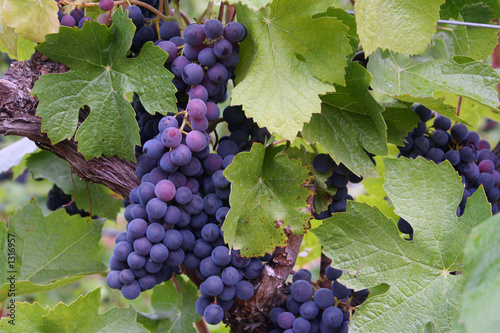 blue-purple grape clusters