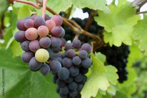 tiny grape cluster