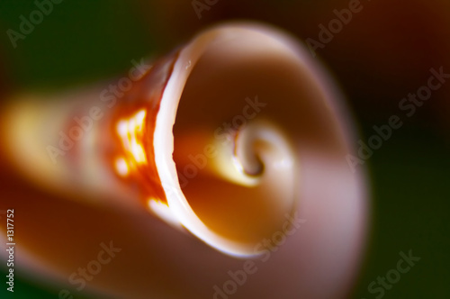 Murais de parede spiral cockleshell