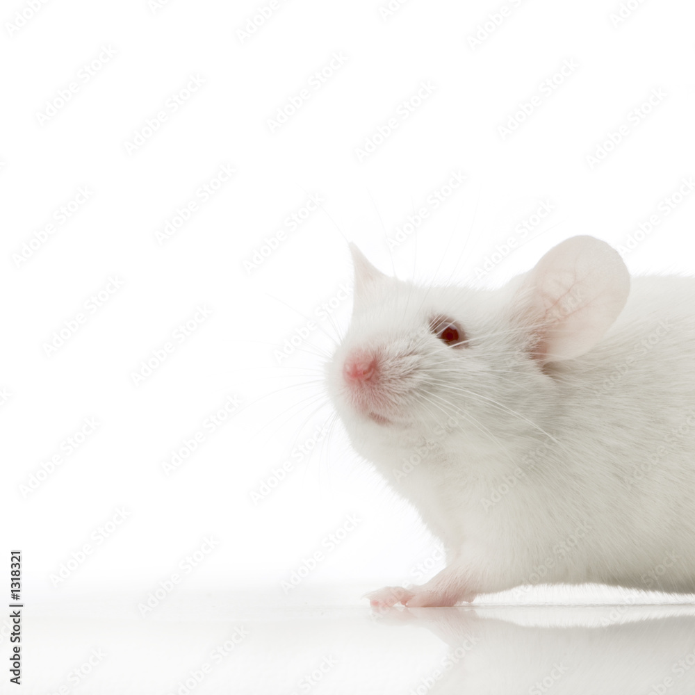 souris blanche souris blanche