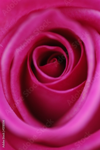 rose rose