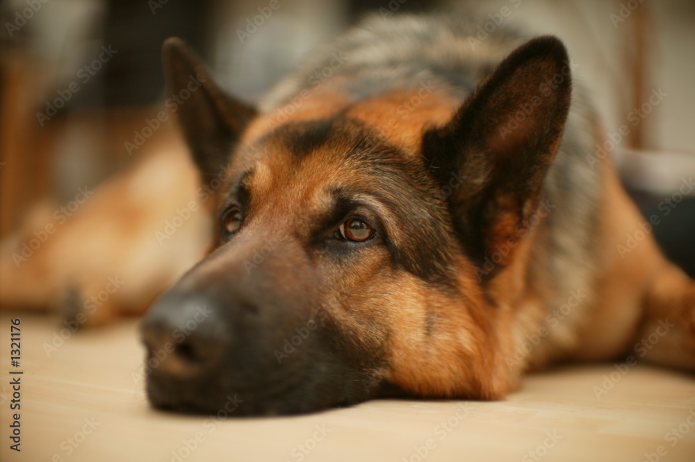 wachhund wachhund