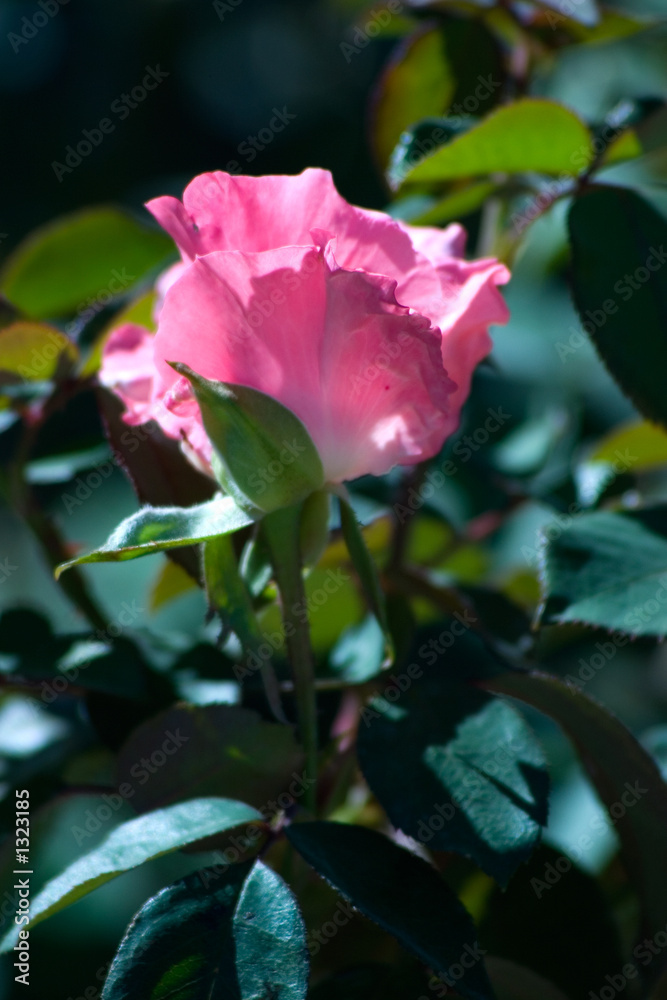 delicate pink rose