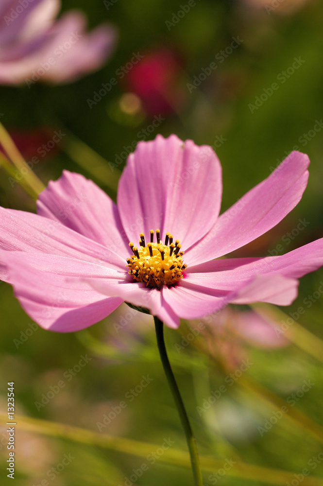 pink flower pink flower