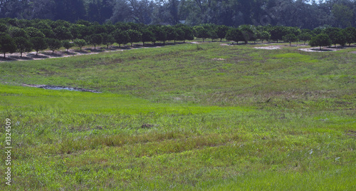long lines of orange trees on hill