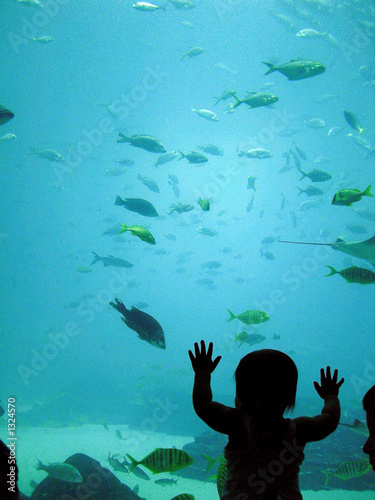 georgia aquarium photo