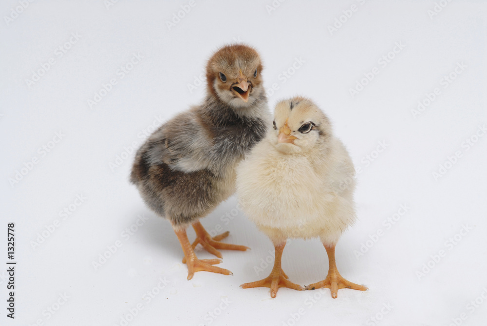 Fototapeta premium chicken