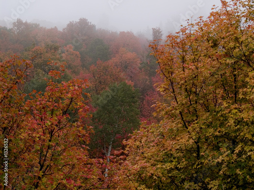 Fototapeta Naklejka Na Ścianę i Meble -  autumn trees in fog