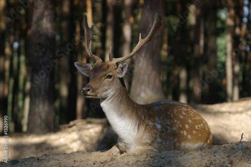 jugendlicher hirsch photo