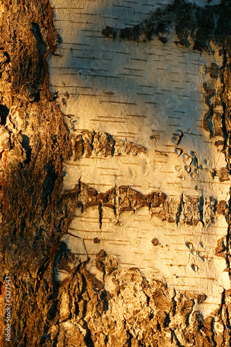 detail of the birch crust
