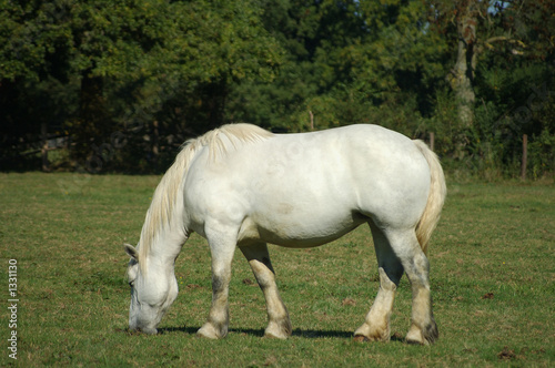 percheron