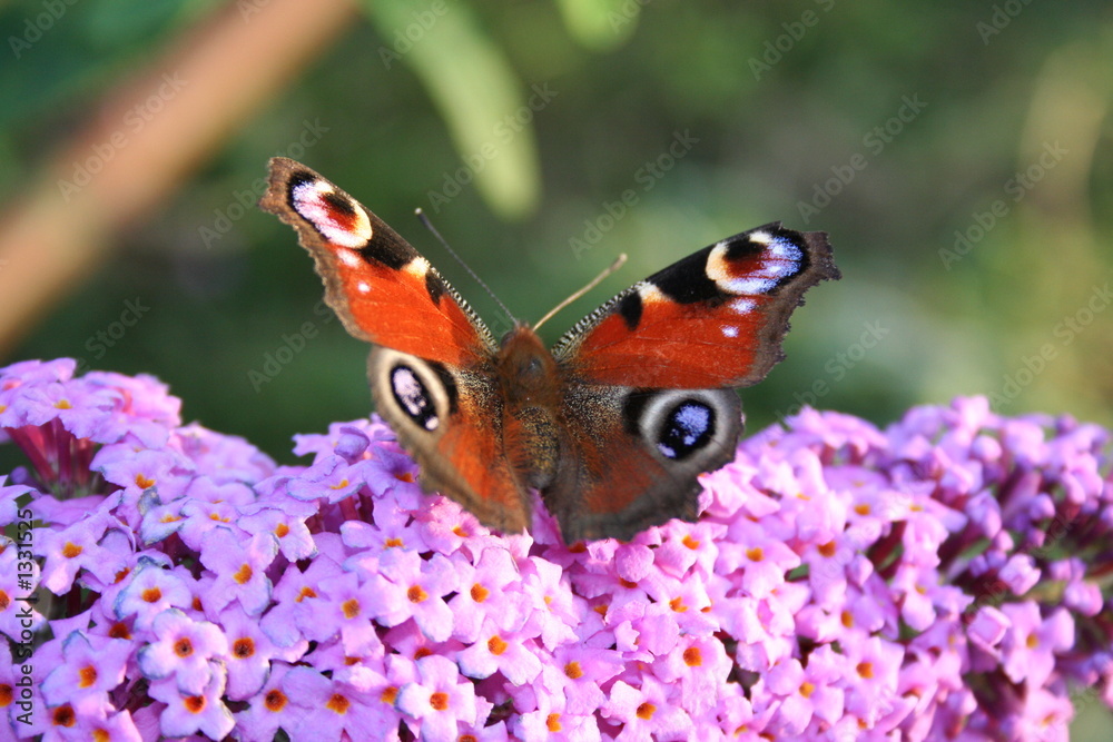 butterfly on the flower butterfly on the flower