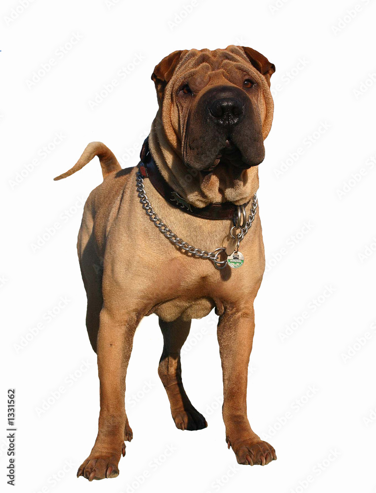 shar pei shar pei