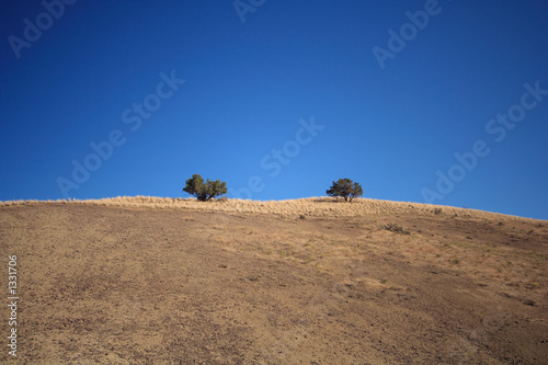 lonely trees in the high desert