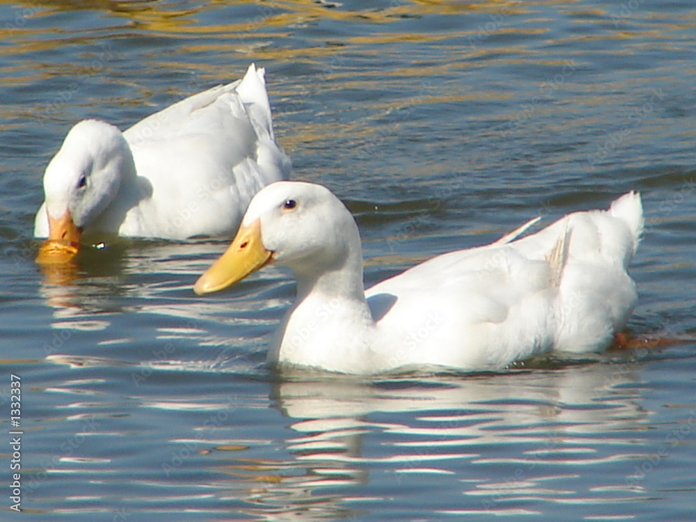 thirsty ducks