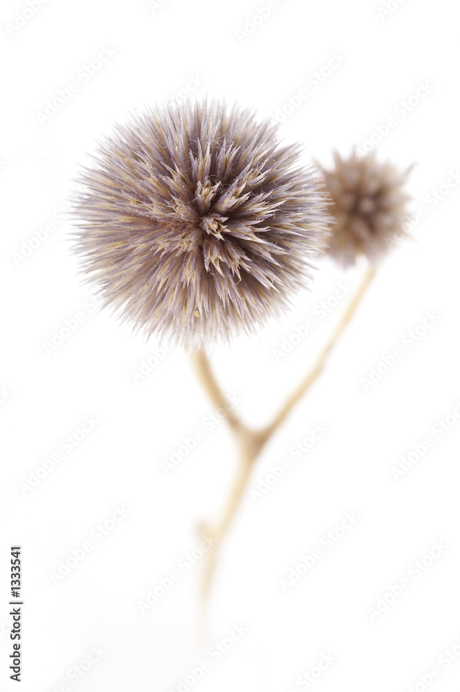 dry flower on white background1 dry flower on white background1