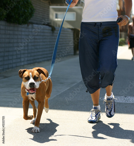 trotting dog photo