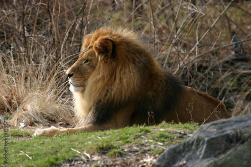 lion profile with mane
