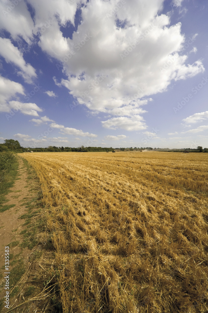 cornfield