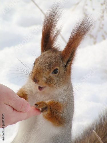 beggar squirrel photo