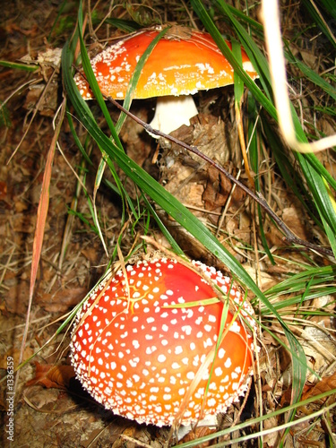 fatal mushroom