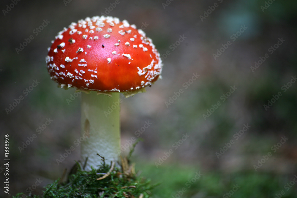 fliegenpilz fliegenpilz