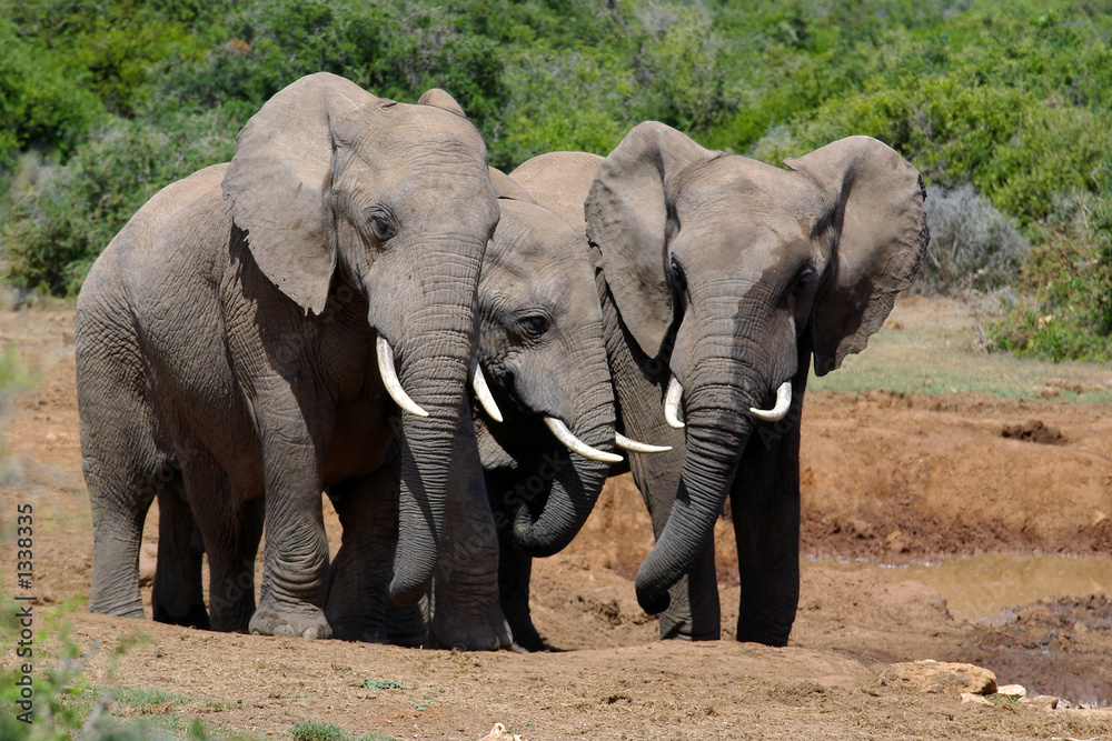 Fototapeta premium drei musketiere
