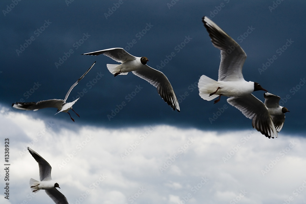 Obraz premium flying agaist a leaden clouds