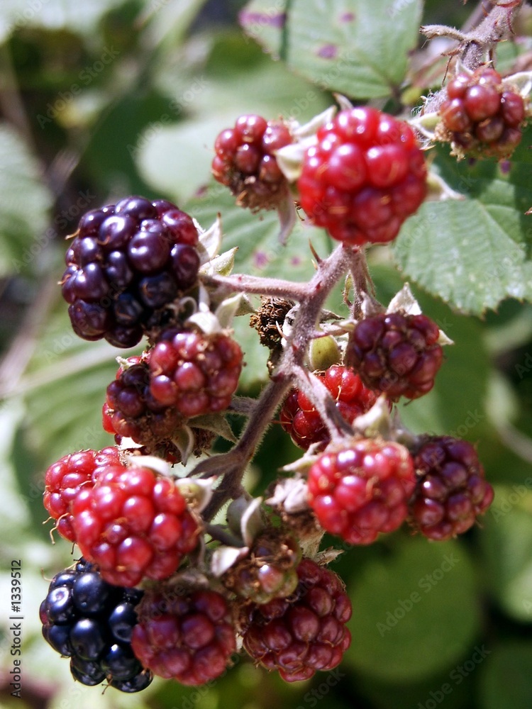 bramble berry bramble berry