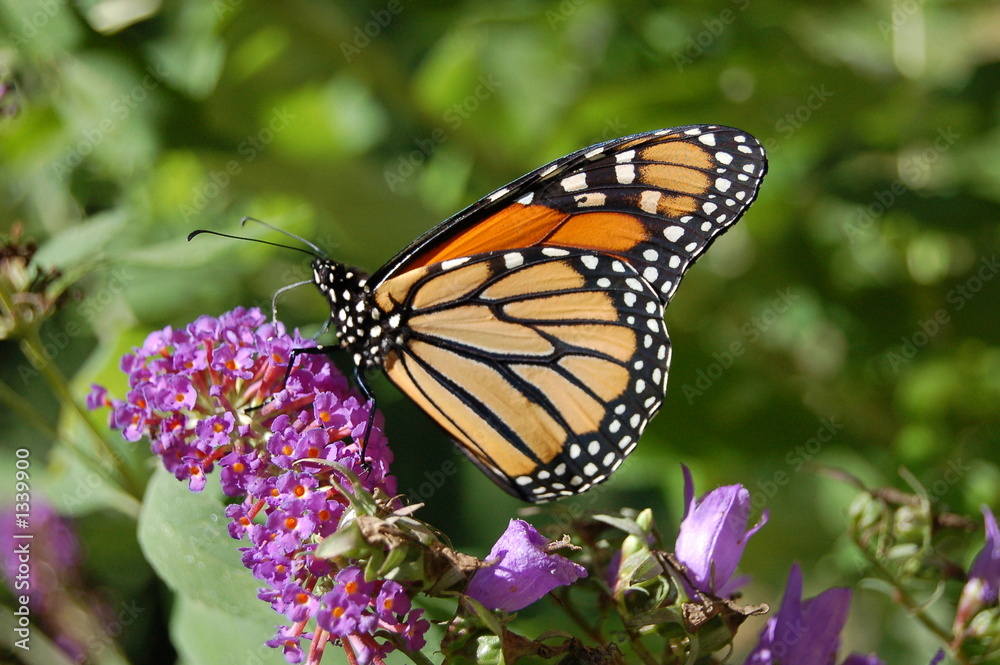 Obraz premium buterfly 1