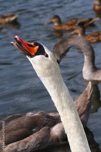 white goose photo