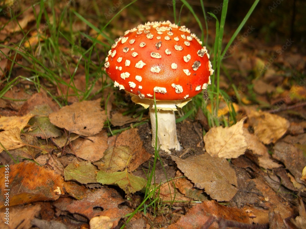 roter pilz aus dem wald