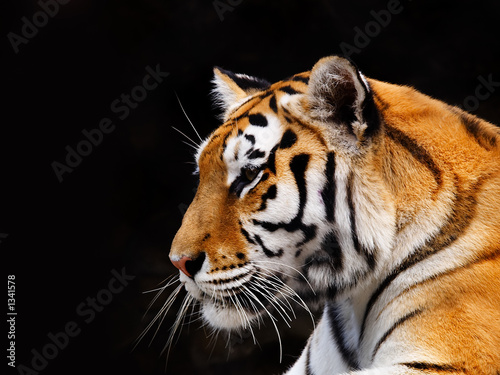 tiger #1341578