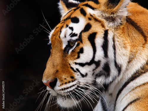 tiger #1341579