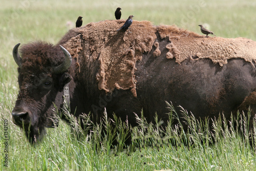 bird on buffalo