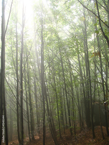 trees