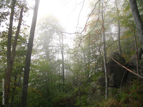 trees