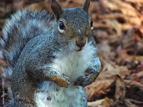 grey squirrel