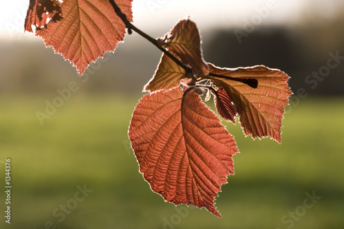 herbst