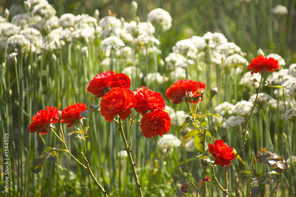 Obraz premium garden organic ryton ryton gardens warwickshire mi