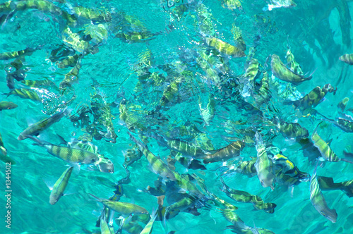 fish in the sea