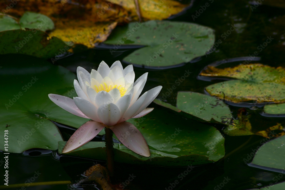 lotus #1 lotus #1